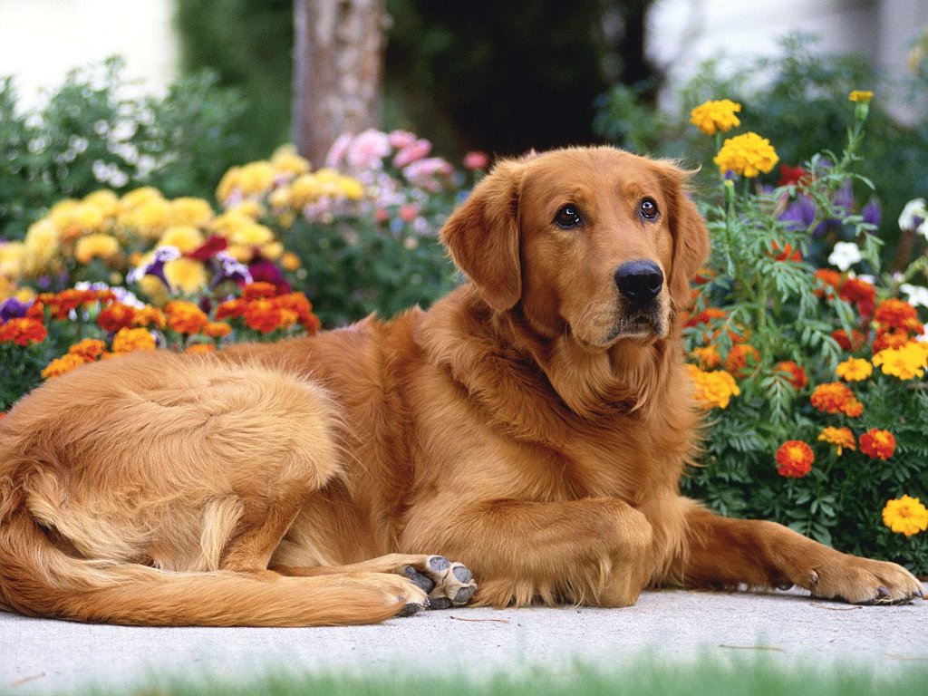 Patience is Golden